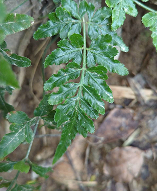 葉鳳尾蕨 Pteris ensiformis